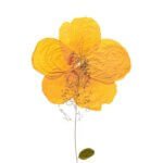 Elegant Yellow Rose Table Top 4*6