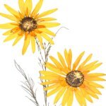 Sunflower Wall Frame 6*10